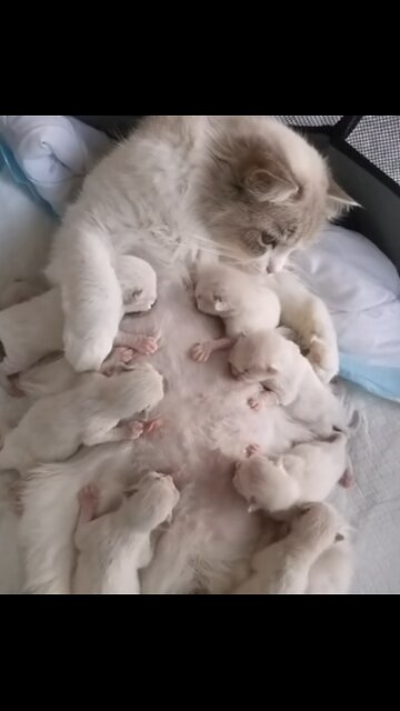 Cat feeding her kittens A tender moment