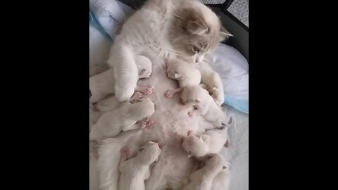 Cat feeding her kittens A tender moment
