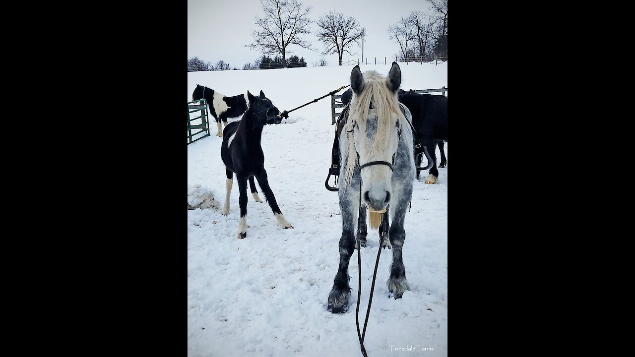 Stubborn foal learning how to pony and does great