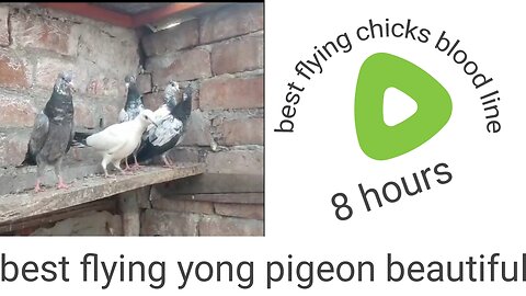 Golden chapry tadeey beautiful chicks best flying pigeon