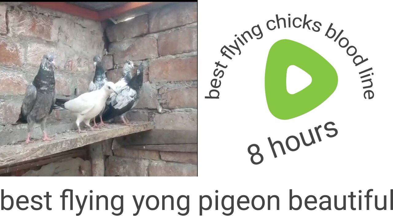 Golden chapry tadeey beautiful chicks best flying pigeon