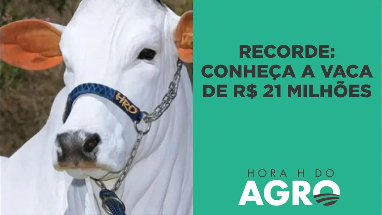 Recorde mundial: conheça a vaca de R$ 21 milhões | HORA H DO AGRO