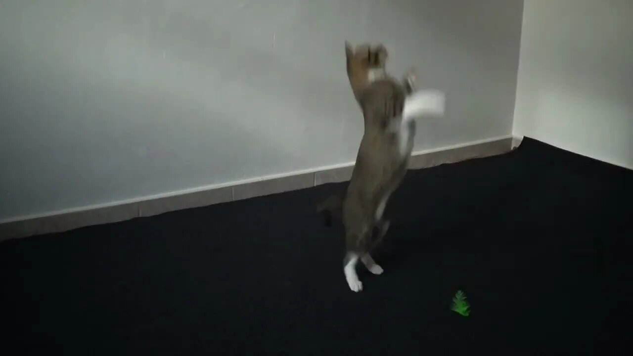 Funny Cat Plays and Jumps around