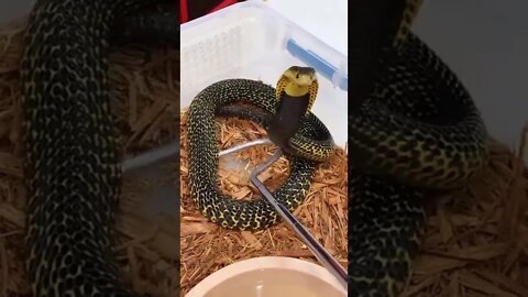 😱 Dangerous Nature's status ❤️ | Snake nature WhatsApp Status | amazing nature video ❤😳 #shorts(2)