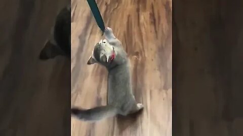 Fun with kitten #funny #cats #kitten #fun