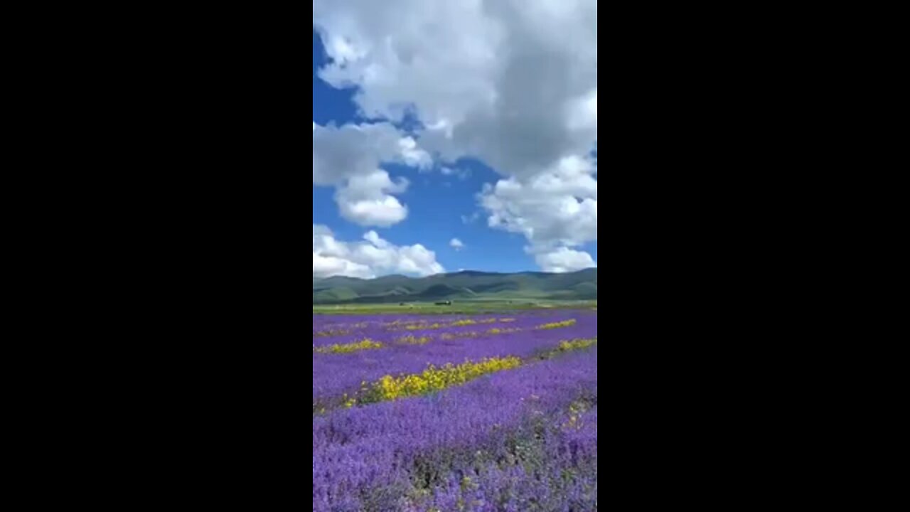 I love my hometown, but it's a pity that I can't live anymore...