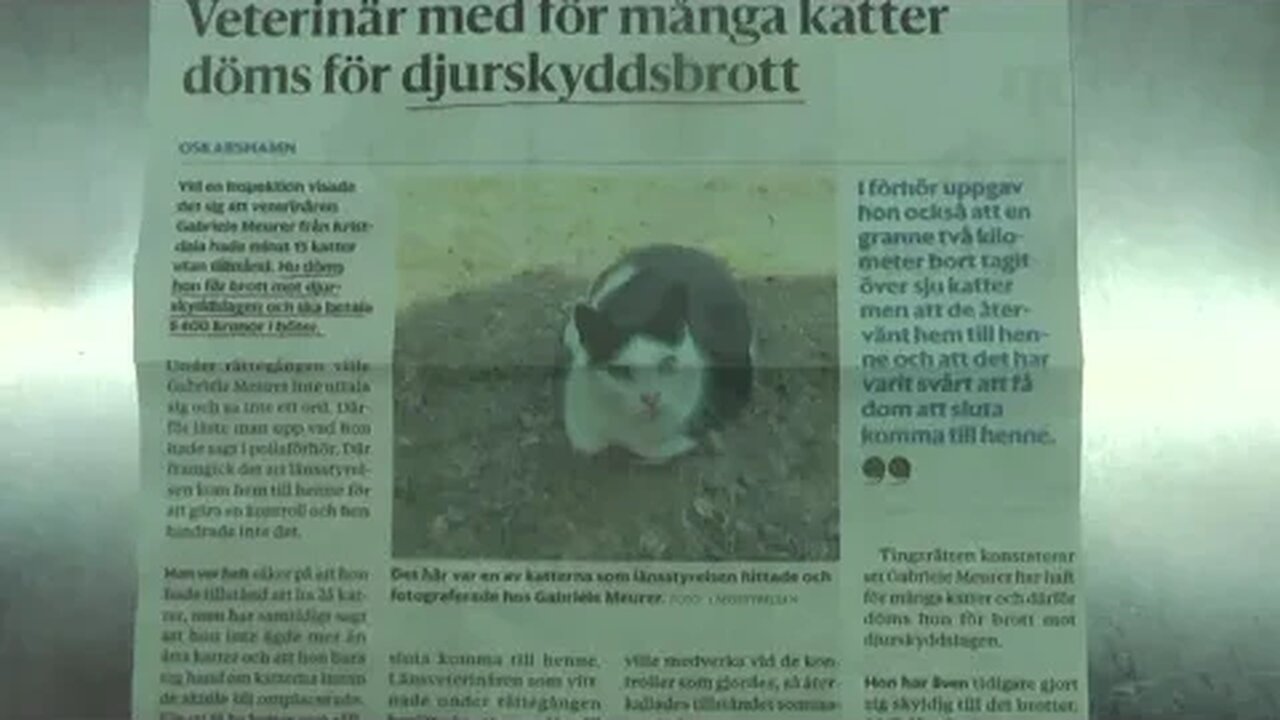 To HAVE MORE than 9 CATS is a CRIMINAL OFFENCE in SWEDEN - my SENTENCE