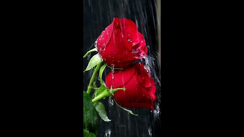 love Rose