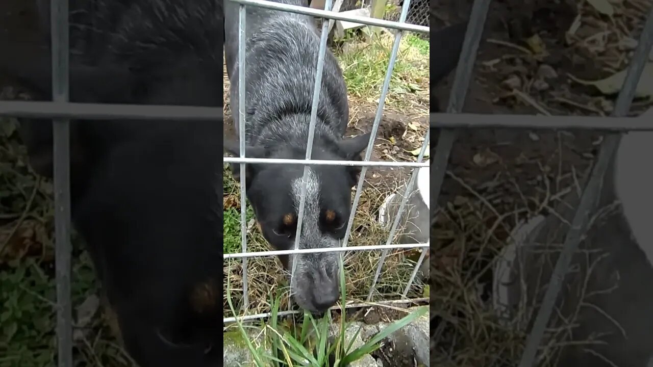 Australian Blue Heeler