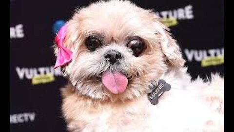 Funny Cute Pets #01