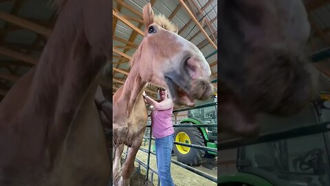 Rescued draft horse trying to talk 🤣 #shorts #shortvideo