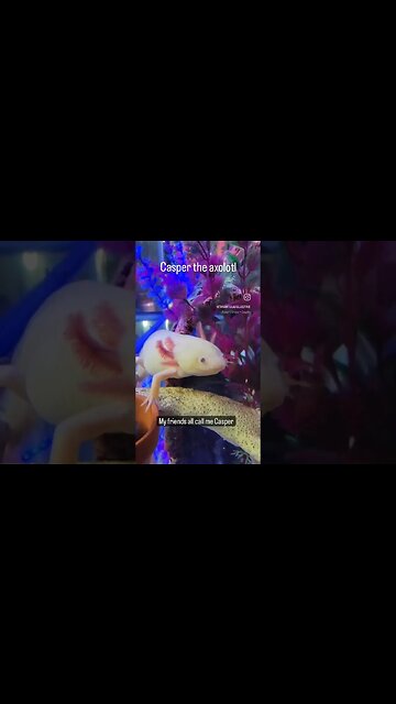 Same little Axolotl, same ☠️💔😆