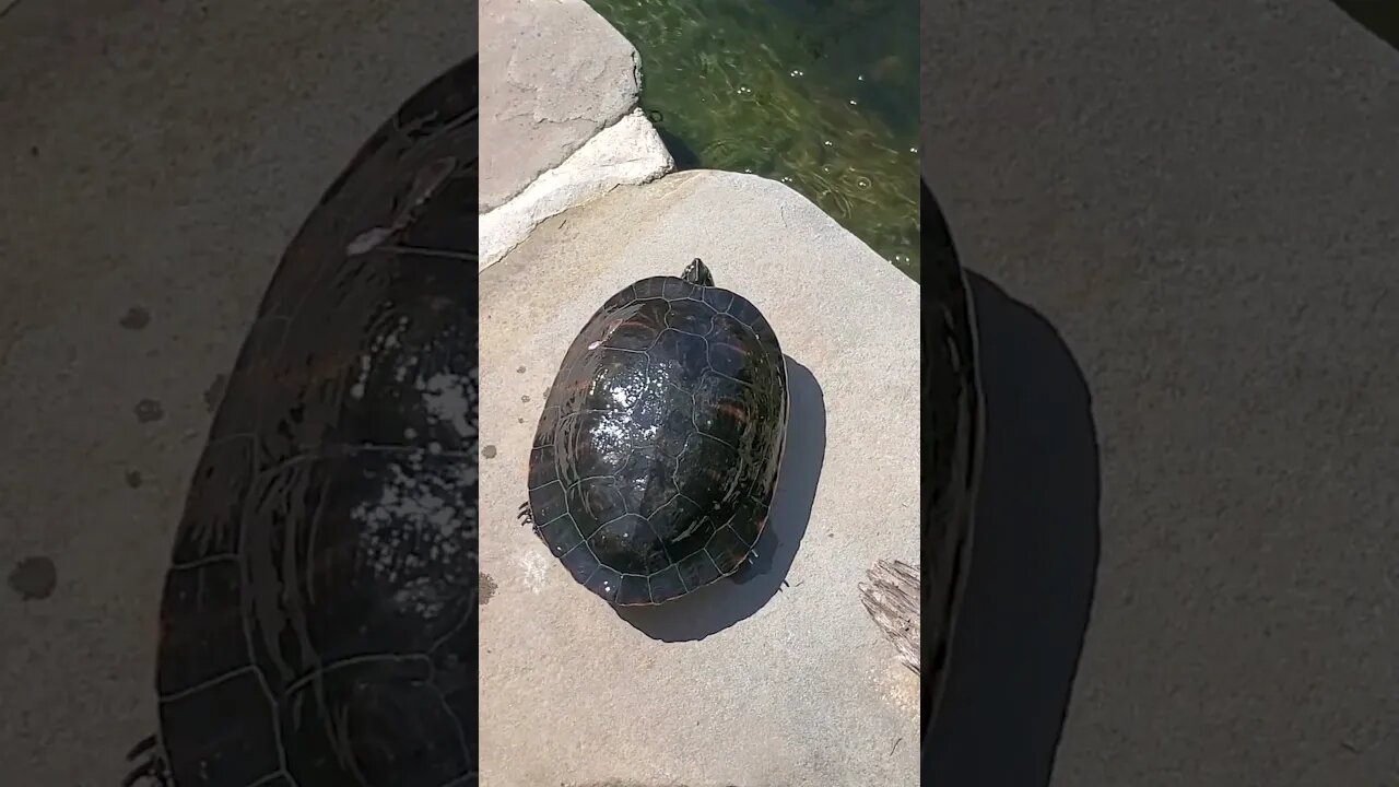 Beautiful yellow bellied slider #shorts #turtle