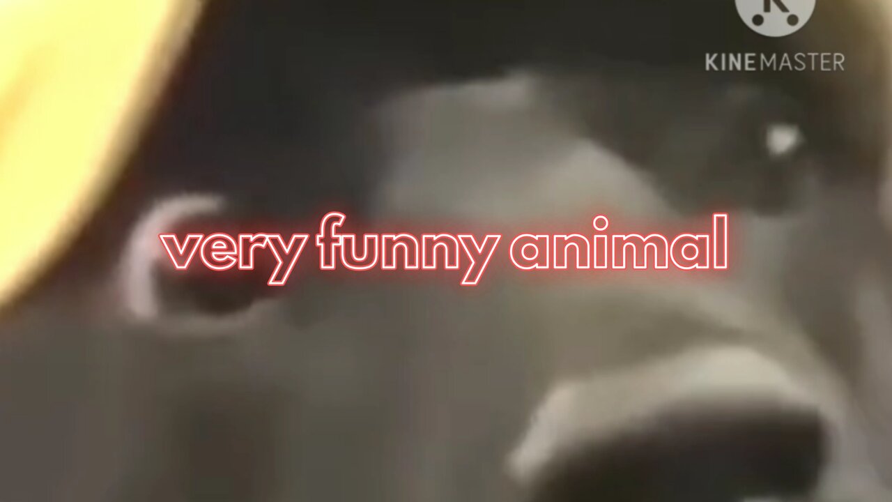 very funny animal video