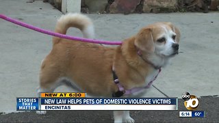 New law helps pets of domestic violence victims