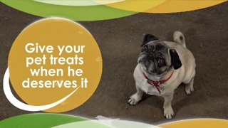 Give your pet treats when deserved