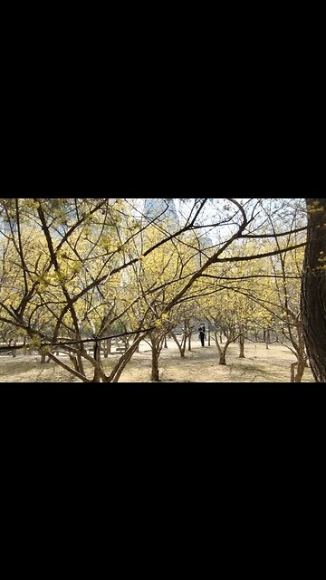 생강나무 산수유 여의도공원 봄길 봄맞이