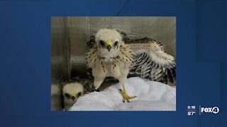 CROW caring for hawk nestlings