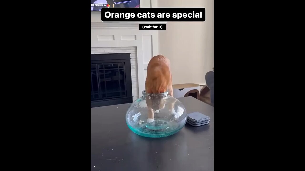 Orange cat