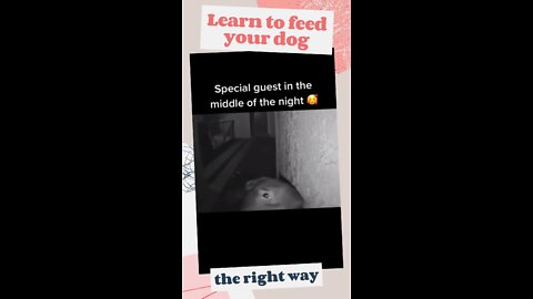 HOW TO FEED YOUR DOG - night visitor kkk