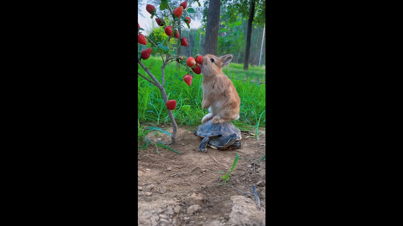 Friendship of Tortoise and Hare