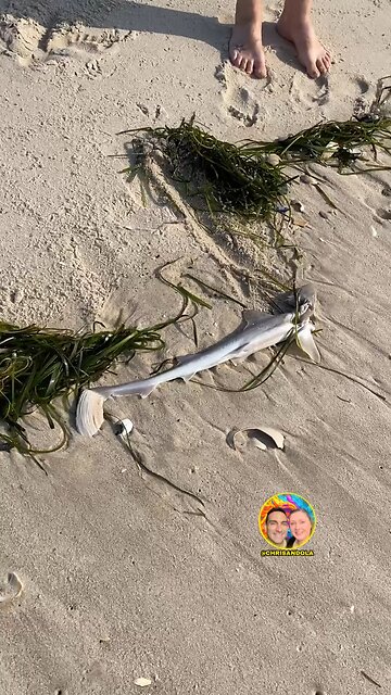 FOUND BABY SHARK AT THE BEACH!