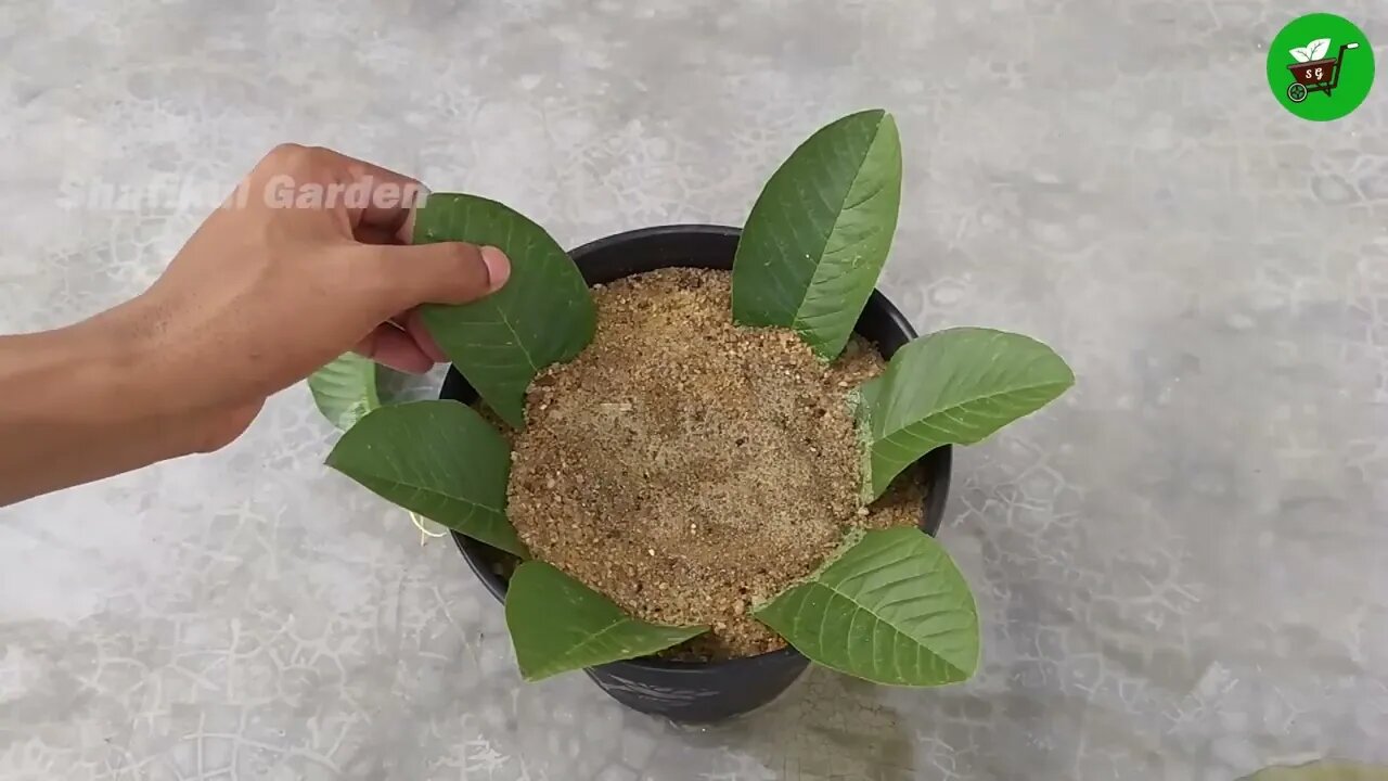 How to grow guava trees from guava leaves