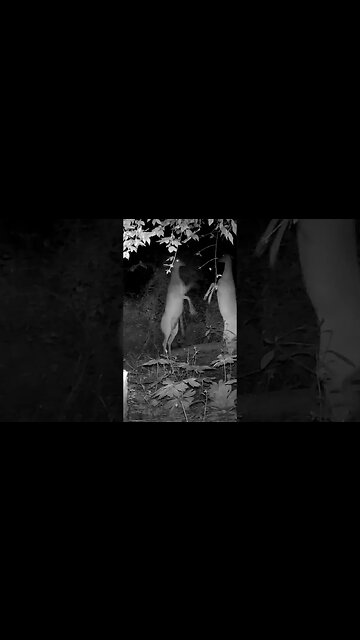 deer fight short
