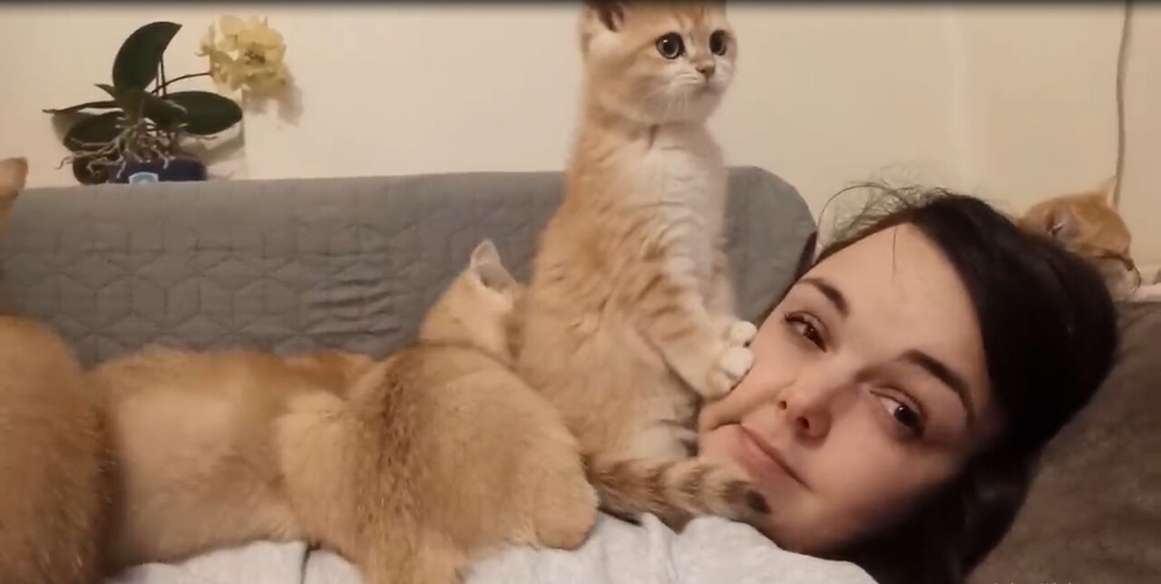 the same moment around the world when you have cheeks like William's cat 🤣 Quarantine