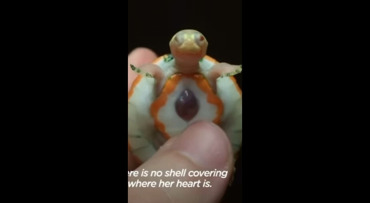 Turtle born with an exposed heart