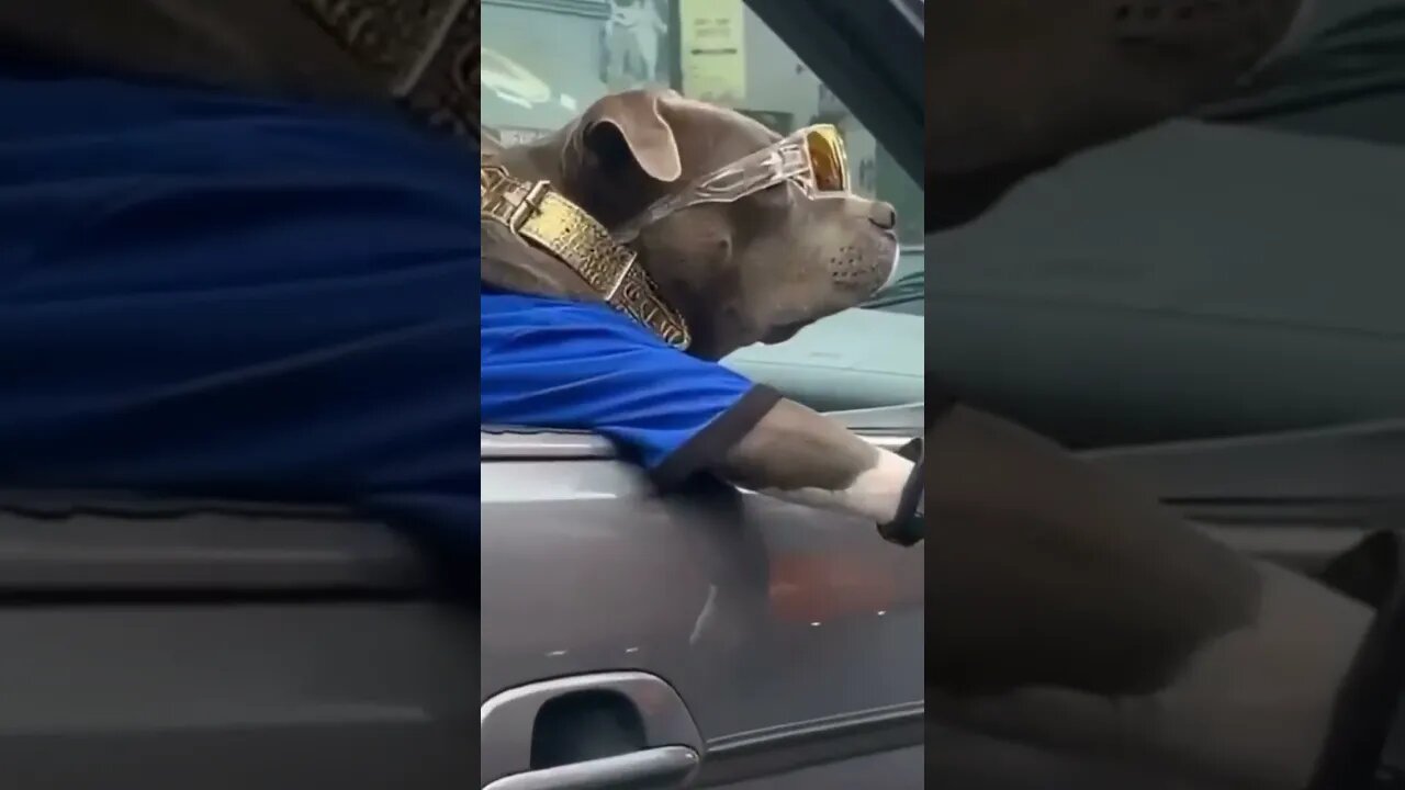Funny Animals/ Adorable Dogs #21 #Shorts