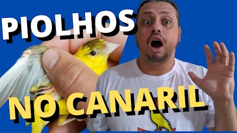 COMO ACABAR COM OS PIOLHOS NOS CANÁRIOS BELGAS