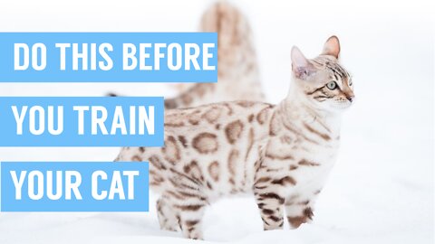 Stop training your cat until...