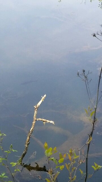 Bass in a Mountain lake