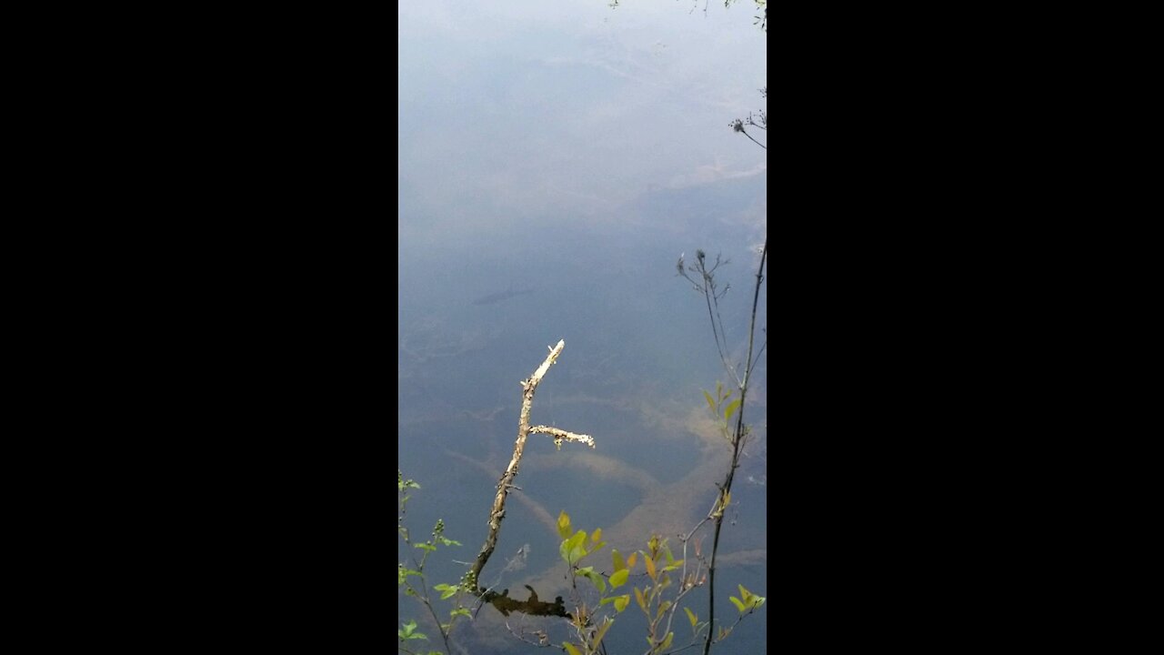 Bass in a Mountain lake