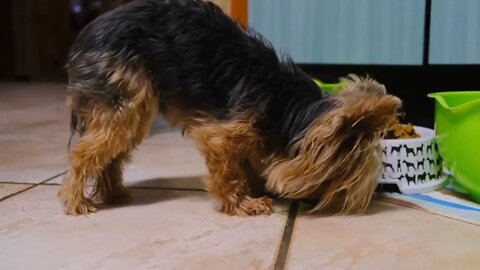 TRINKLE TRINKLE LITTLE STAR, GEEZER JOHNSON REPORTS