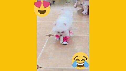 A small dog that walks with shoes