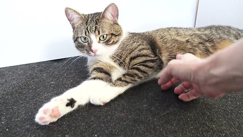 Cat Wants Belly Tickles and Gets Nose Boops