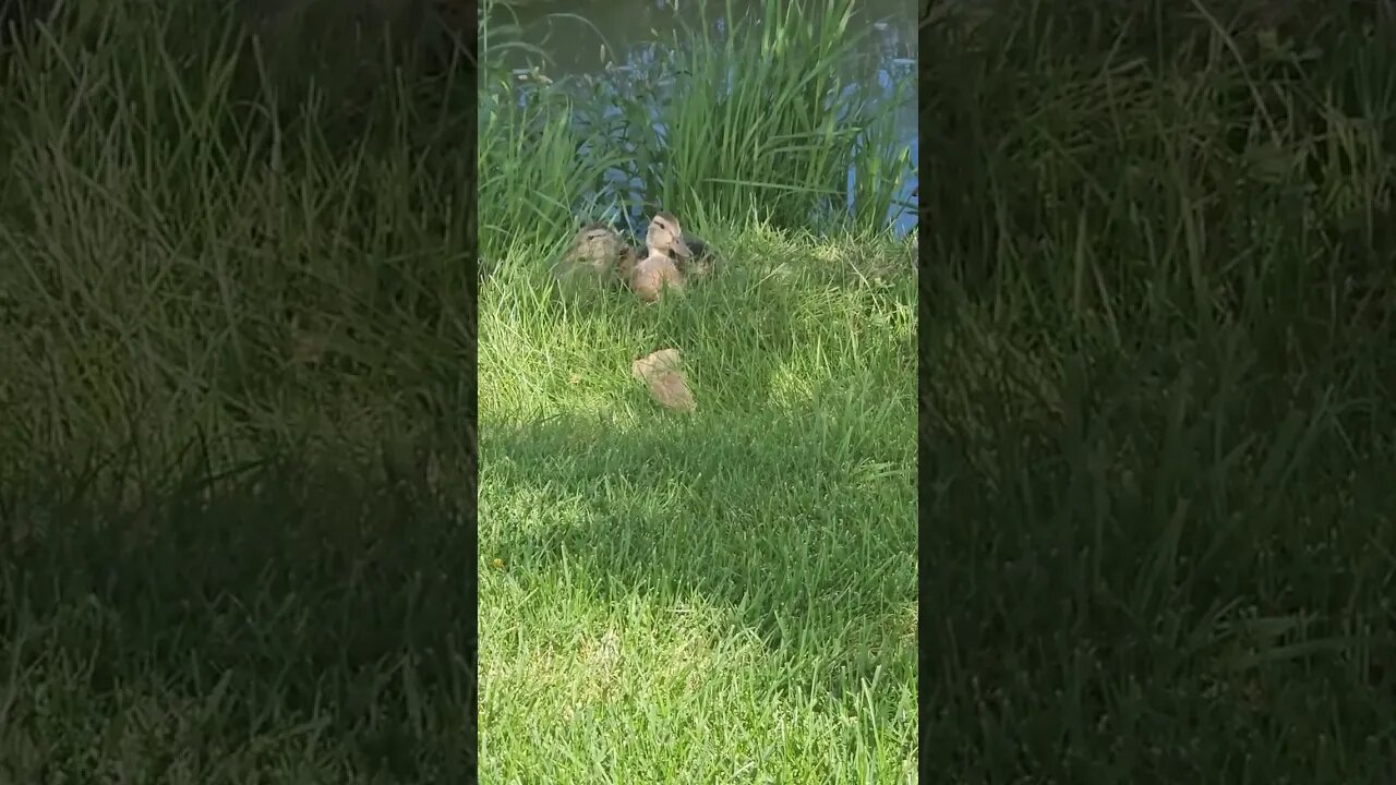 more ducks
