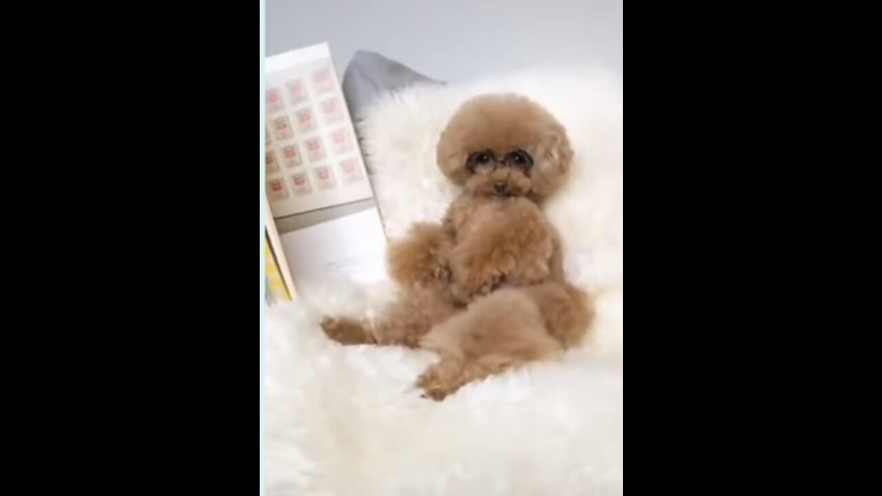 Cutest Dog Ever! This Video will make you giggle!