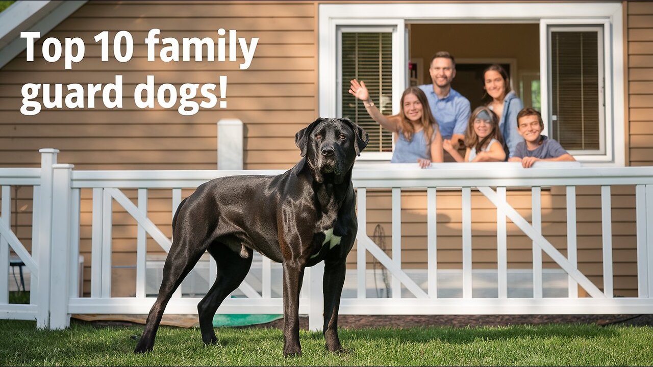 TOP 10 Family Guard Dogs.