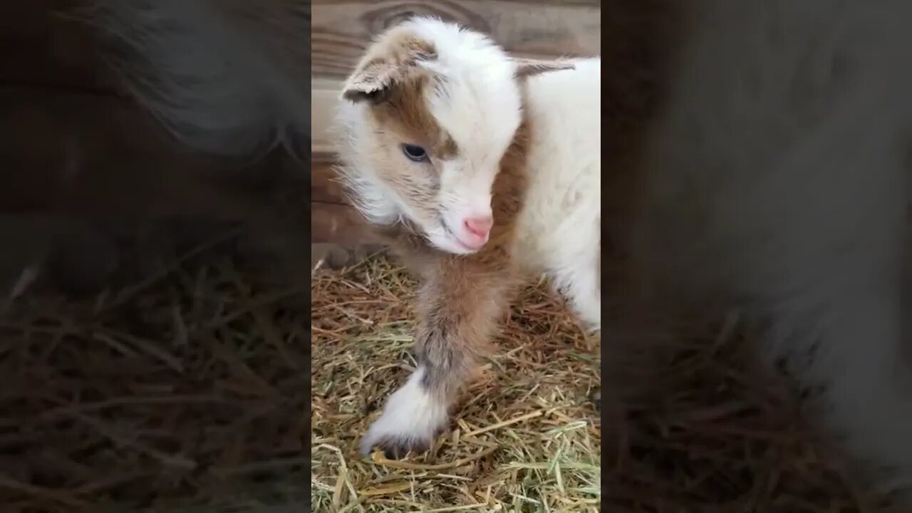 #babygoat #homesteading #farmanimals #cuteanimals #farmlife #homesteadlife #homesteading #farm