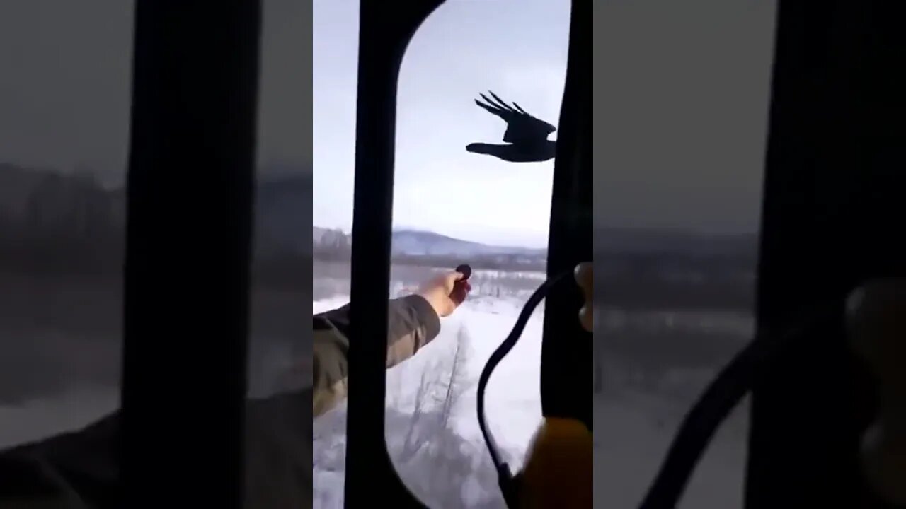 Raven chases train then! #birds #shorts