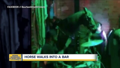 Police horse pokes his head into a bar