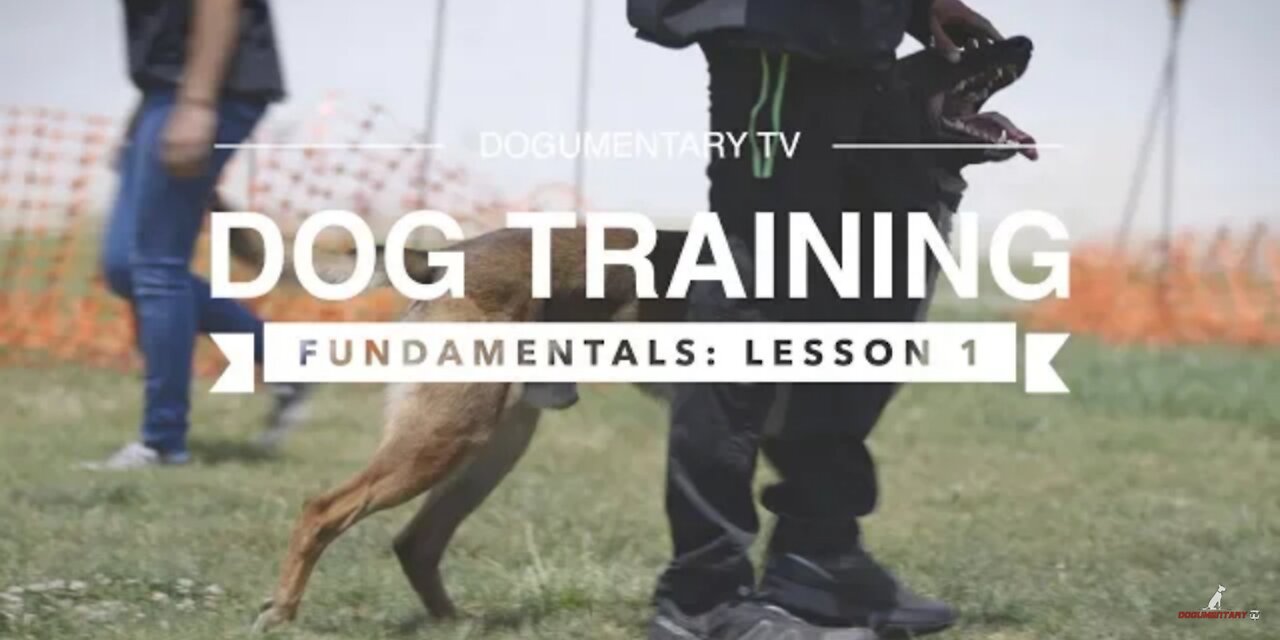 DOG TRAINING FUNDAMENTALS: LESSON 1