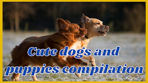 Cute dogs and puppies compilation - 2021