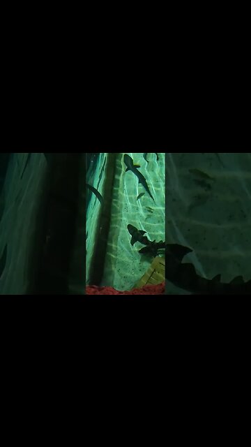 Sharks Ripley'saquarium of the Smokies