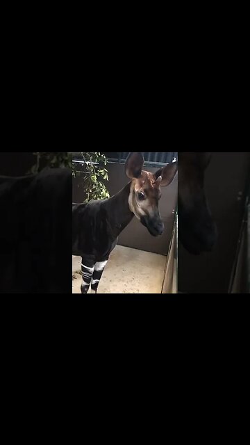 Okapi, this artiodactyl is as if created from several animals