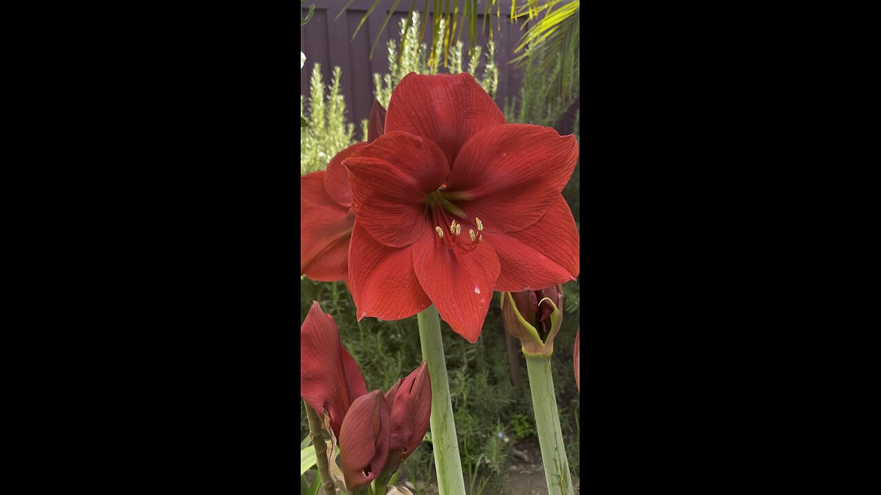 Red Flower