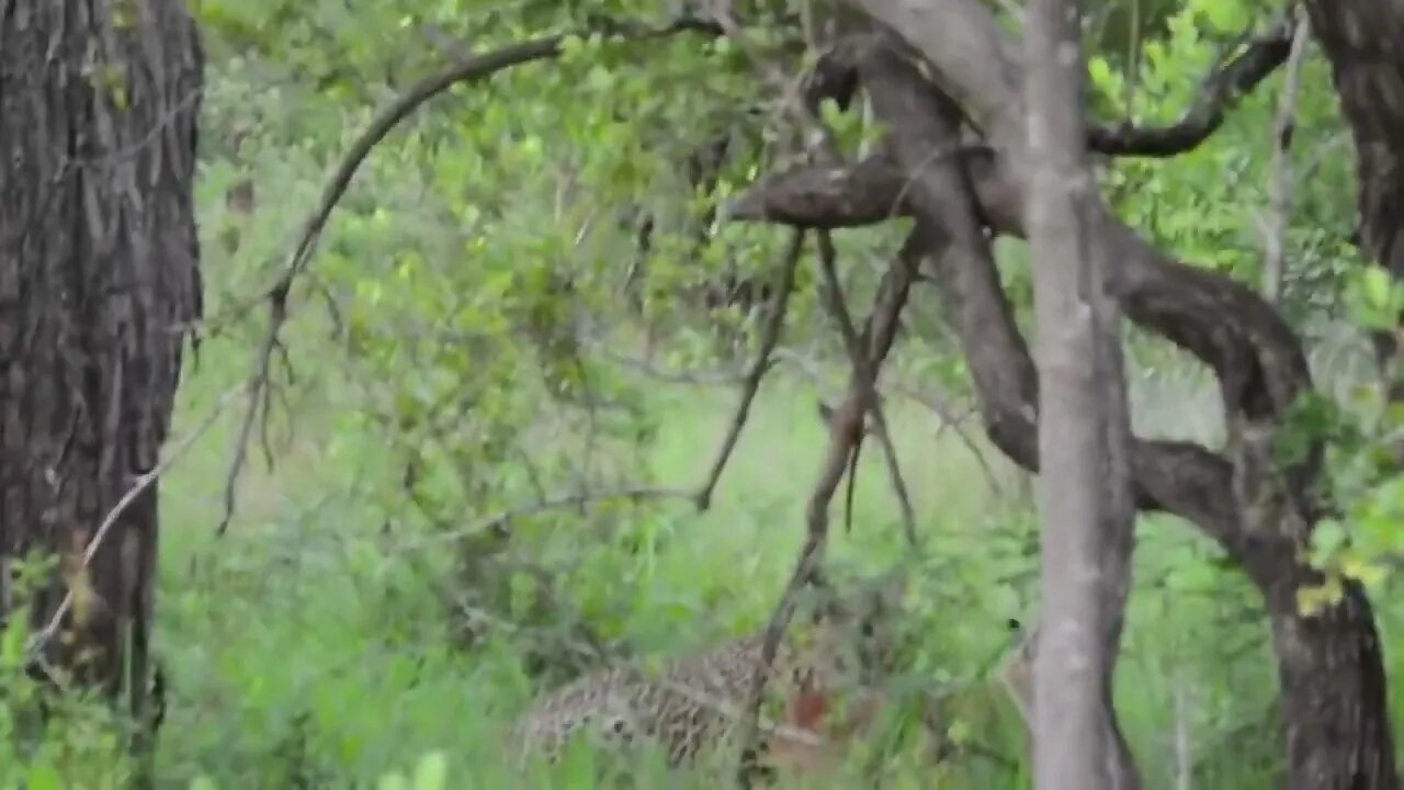 Incredible footage of leopard behaviour during impala kill - Sabi Sand Game Reserve, South Africa-1